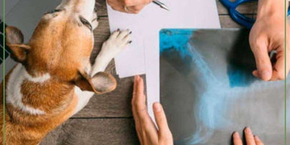 Exame de Parvovirose em Cães: Como o Diagnóstico Precoce Pode Fazer a Diferença na Vida do Seu Melhor Amigo