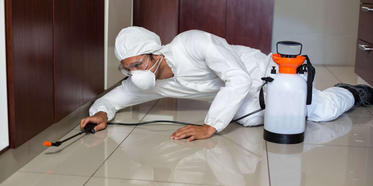 Affordable and Reliable Anti-Termite Treatments for Homes