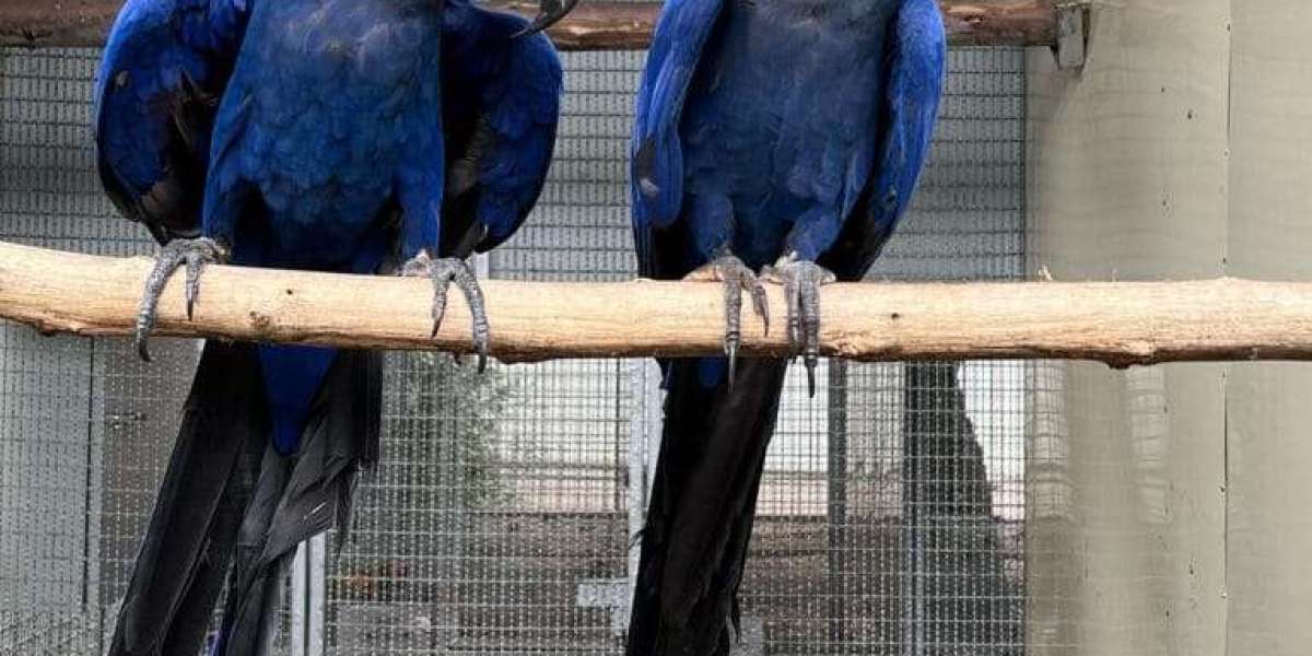 20 Resources That Will Make You More Effective At Hyacinth Macaw Parrots For Sale