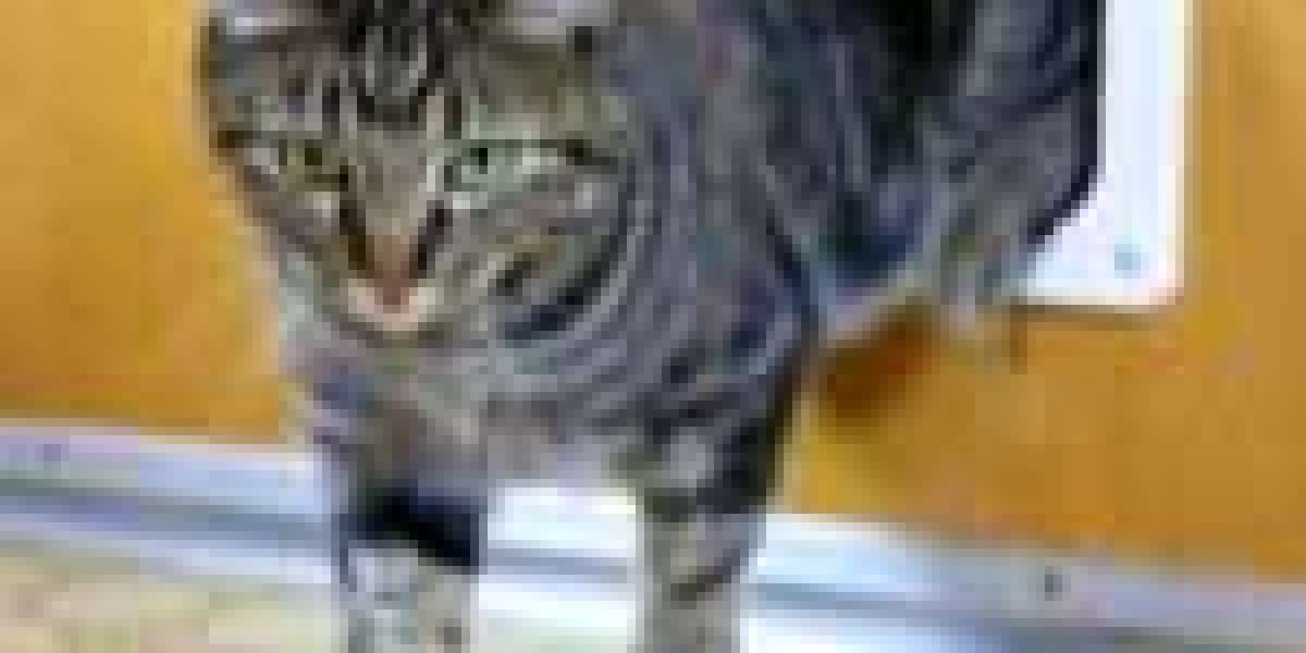 What A Weekly Cat Door Fitting Service Project Can Change Your Life