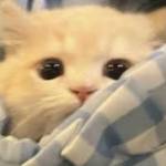 sprinklebobat Profile Picture