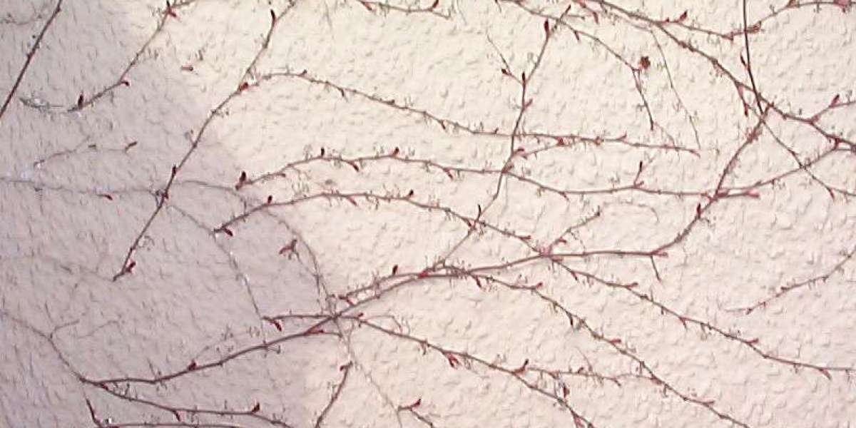 Ozwin Casino Ozwin Casino Login & Bonus