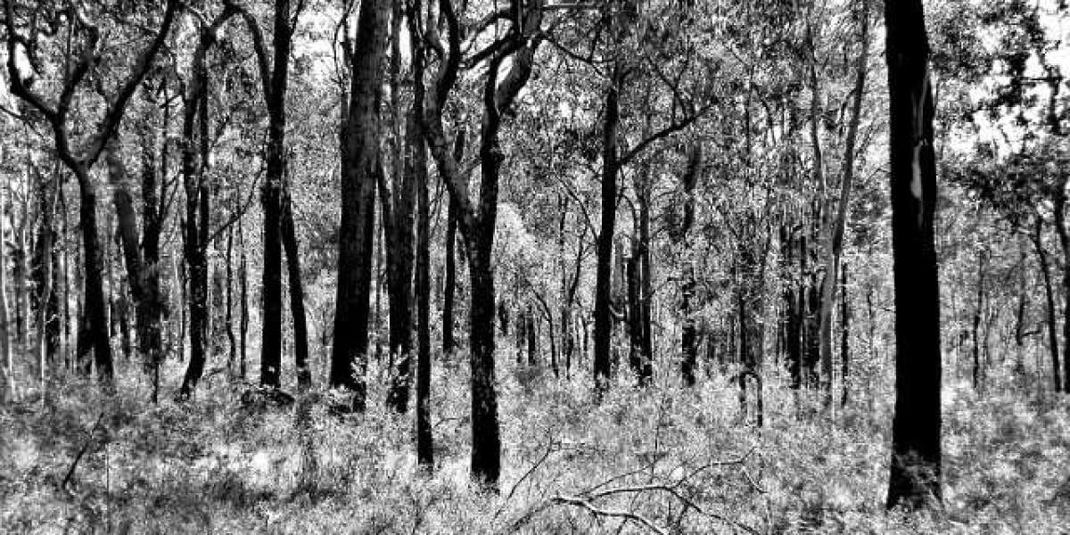 Best Real Money Online Casinos Australia 2025 Updated List