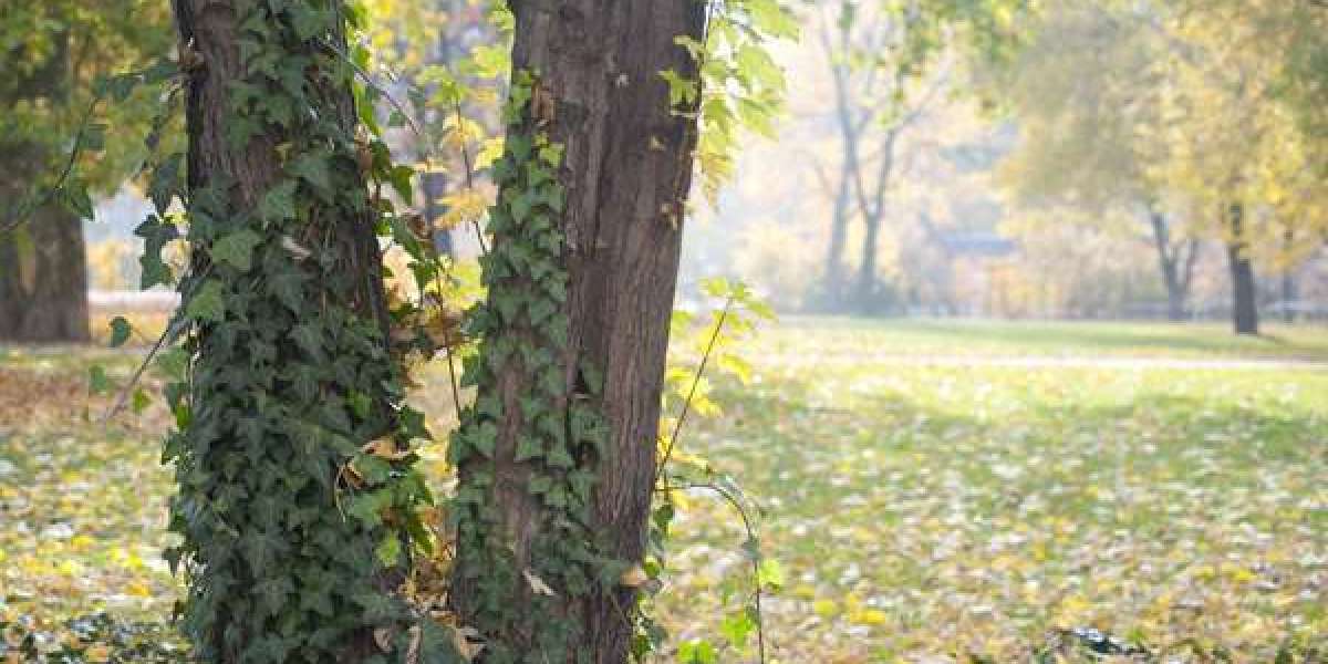 Best Online Casinos in the USA Top Online Gambling sites 2025